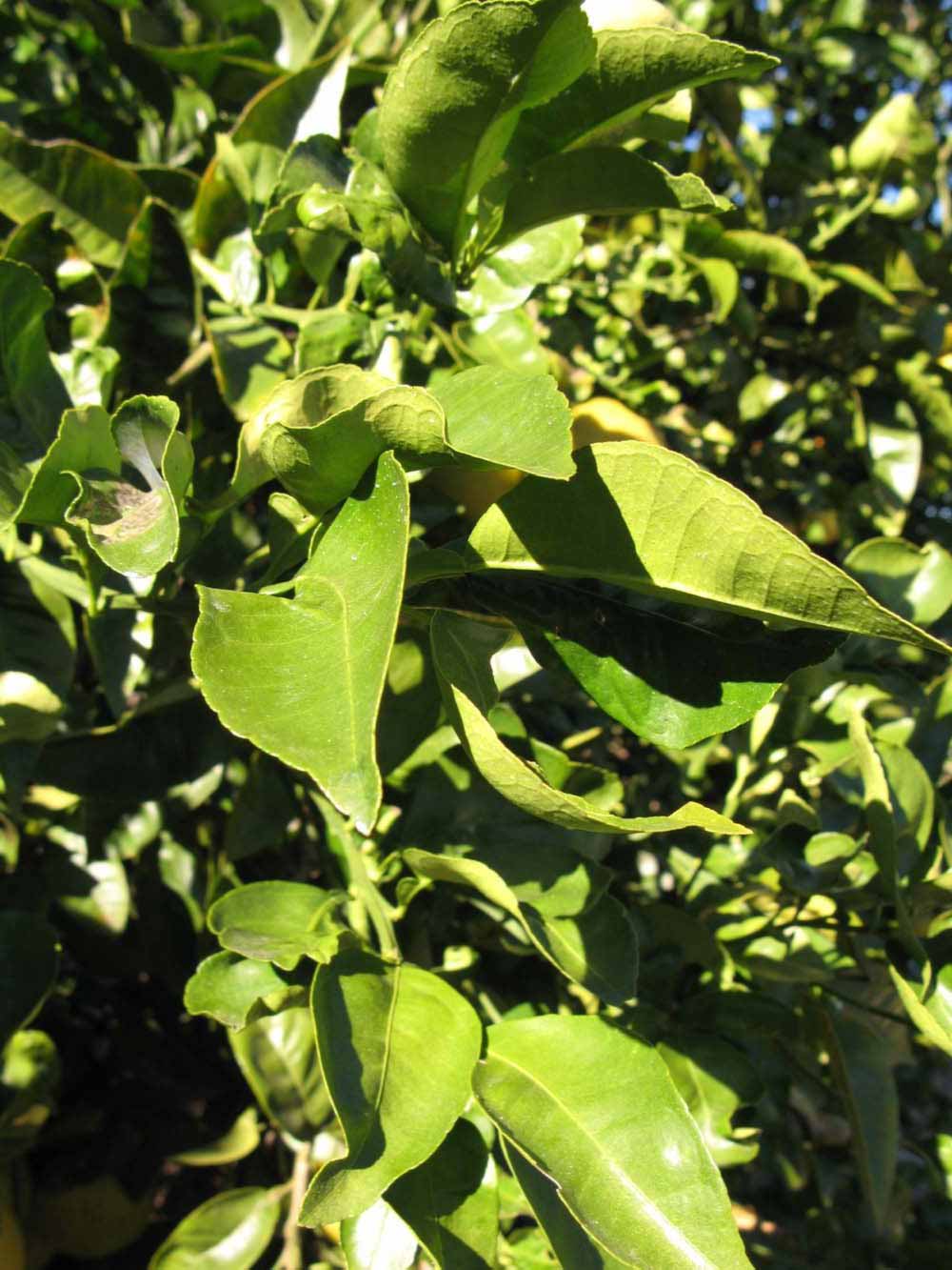           Sun leaves (Winter Haven, FL)   